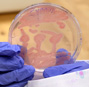Antibiotic-responsive bioart: Drawing, growing, and screenprinting matters of concern
