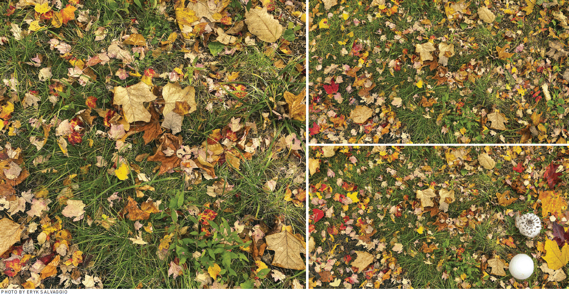 Left: An image taken by the author of the forest floor in Western New York. Right: An image taken by the author of the forest floor in Western New York (top), extended by OpenAI's diffusion-based image generation model, DALL-E 2 (bottom).