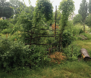 A cultivation with greenery at several heights. Plants climb on a structure built from sticks. Stocks are embedded in the ground of the cultivation.