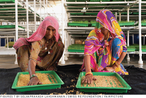 Two barefoot woman in colorful and pattern-rich saris squat in front of a tall fodder growth station. Growing substrates and plants are stacked upon each other in the scaffold of the fodder growth station.