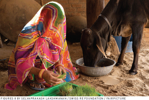 A barefoot woman in a colorful and pattern-rich sari collects fresh fodder from a trough.